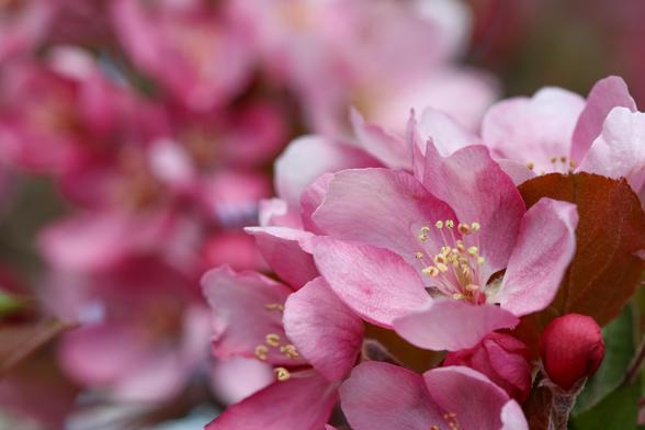 A macro photo of cherry (or apple? Plum?) blossoms. A cluster is in focus in the foreground, in the bottom right corner of the image, with soft bokeh in the backgroud in various shades of pink, alluding to more clusters of blossoms.