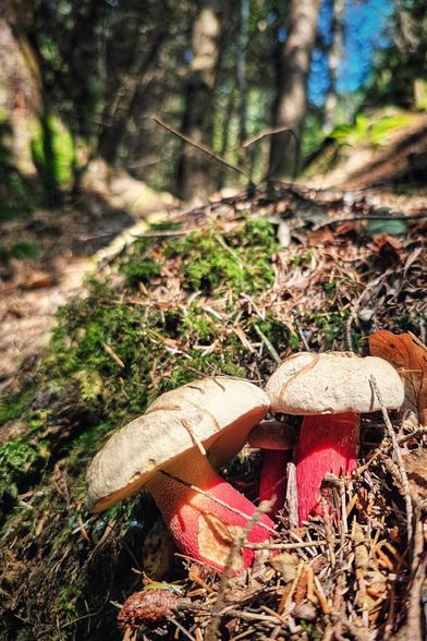 A close-up, low-angle shot of two red-stemmed mushrooms with creamy-white caps growing on a mossy, sunlit forest floor. The forest in the background is blurred, with shadows and light creating a dappled effect. Pine needles and dry leaves are scattered around the base of the mushrooms.