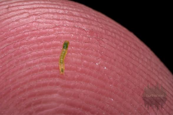 A super tiny caterpillar crawls on a fingertip. It is about the same size as the ridges of the fingerprint.