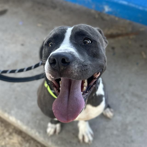 Beautiful dog.