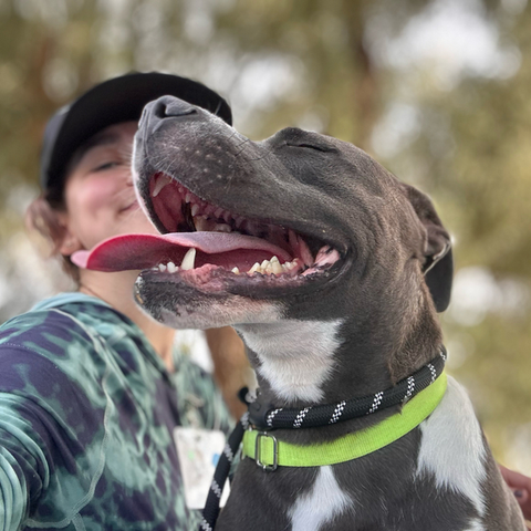 Beautiful dog with a person