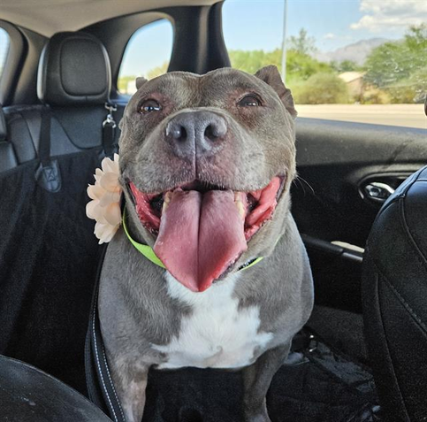 Beautiful dog in a car, wearing a flower.