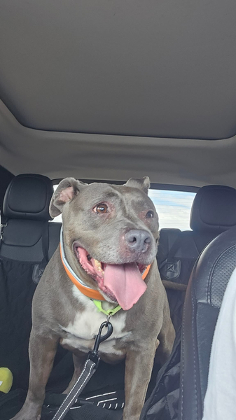 Beautiful dog in a car.
