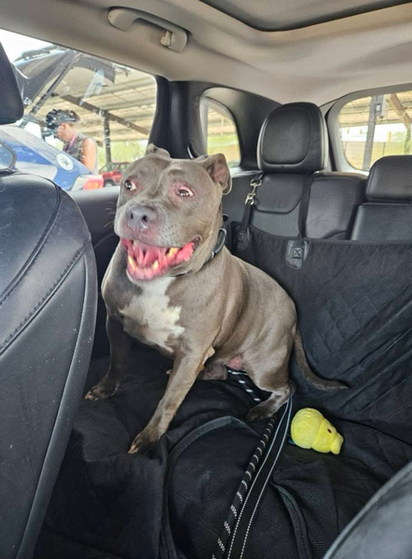 Beautiful dog in a car.