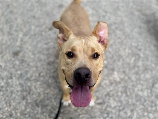 Beautiful dog.