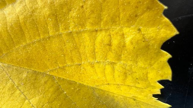 marco photo of the jagged edge of a bright yellow leaf against a dark background
