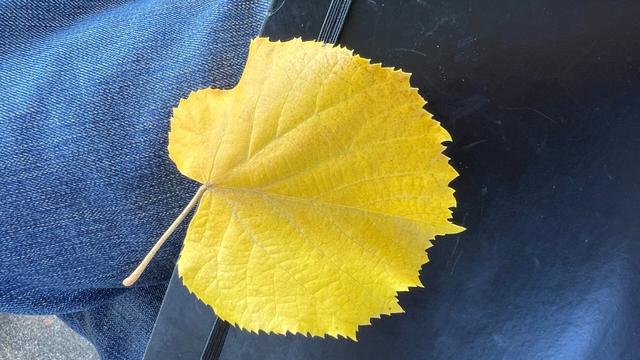 photo of a bright yellow leaf with jagged edges sitting on a book on a lap on a bench in a park in pdx