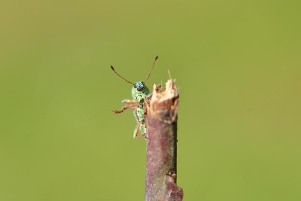 A green weevil with brown antenna stands at the end of a branch, extending a leg to look like it's waving and looking at the camera against a green background