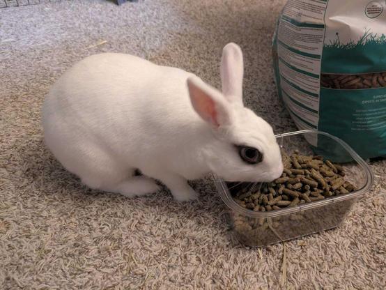 A white rabbit with blue eyes helping herself to some food pellets from the container