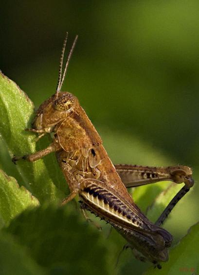 A brown grasshopper sits among leaves. Species unknown.