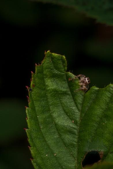 An Eris Militaris jumping spider peaks over the side of a torn and weathered leaf. His head is cocked to the side giving him a rather curious and playful persona much like some dogs have when they turn their head.