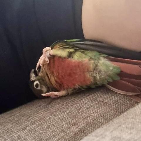 Picture of a green cheek conure rolling on his back, belly exposed, feet up. He is nibbling on one of his toe, a vaguely insane look on his little face.