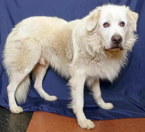 Large fluffy white dog with a thick coat and gentle expression stands indoors against a blue backdrop.
