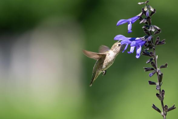 Light brown and beige hummingbird with speckles of shiny green on their back and head getting nectar in a bell shape violet-blue flower. The bird has a delicate brown pattern on their throat, wings are out of focus because of speed, you can see a dark eye while their all bill is in the flower. Background is different shade of green out of focus.