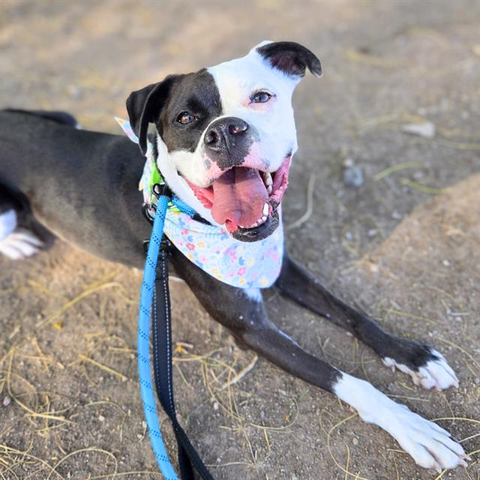Beautiful dog.