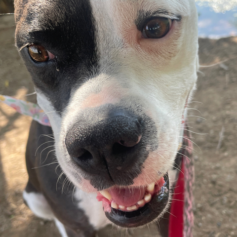 Beautiful dog.