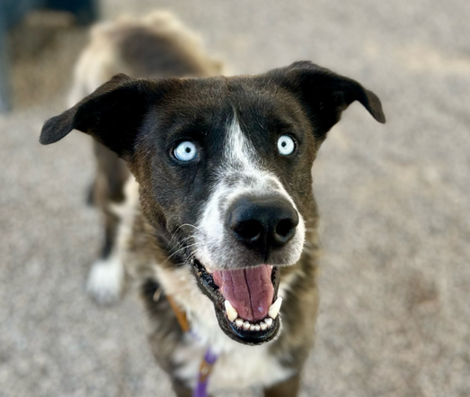 Beautiful dog.