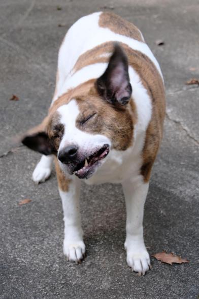 A white and brown dog standing on the driveway, shaking off a swarm of mosquitos on his face