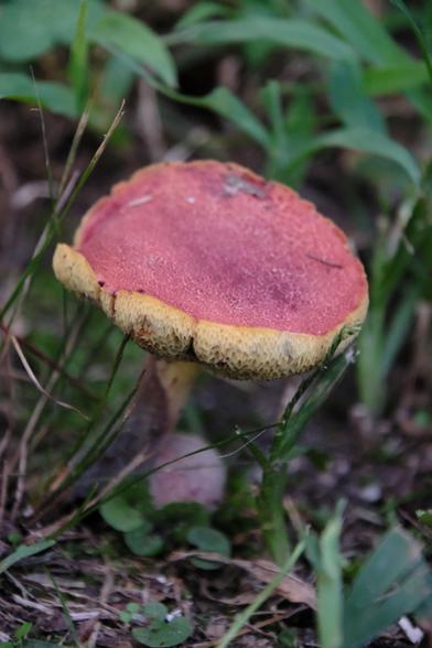 A red mushroom with a yellowish rim