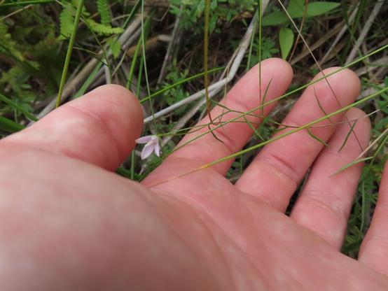 Photo of Palustricodon aparinoides (Marsh Bellflower) by eric-schmitty. Attribution: (c) Eric Schmidt, some rights reserved (CC BY).