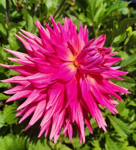 A giant star like dahlia blossom.