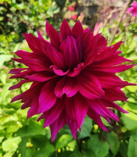 Deep maroon classic dahlia blossom.