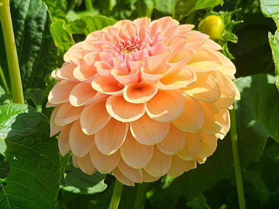 A perfect round half ball shaped pale peach color dahlia blossom.