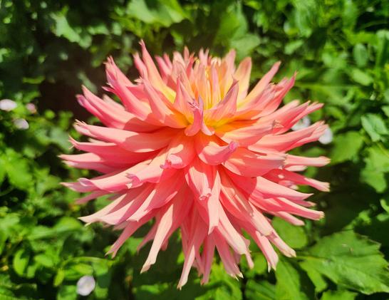 A peach color dahlia blossom in the sun.