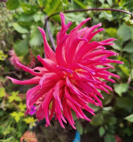 A dark pink dahlia blossom.