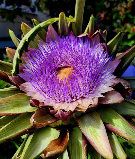 A blooming purple artichoke flower.