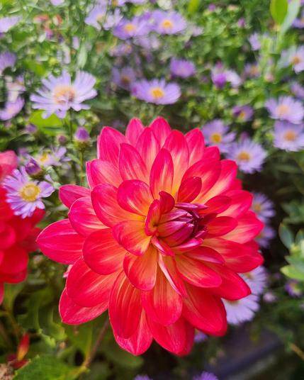 Red and yellow dahlia blossom in front of some purple asters.