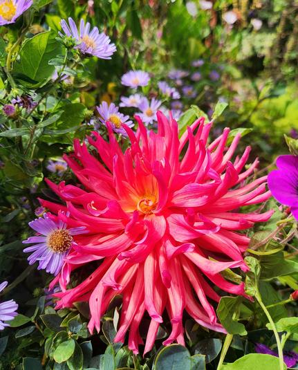 Another dark pink dahlia blossom.