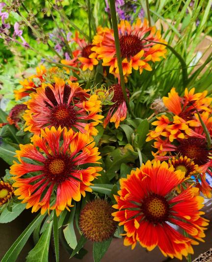 Orange and yellow daisy type flowers.