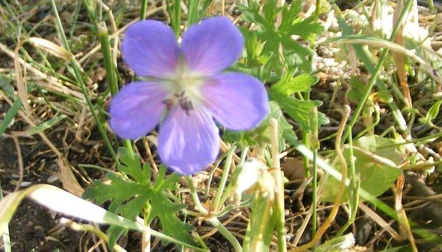hardy geranium