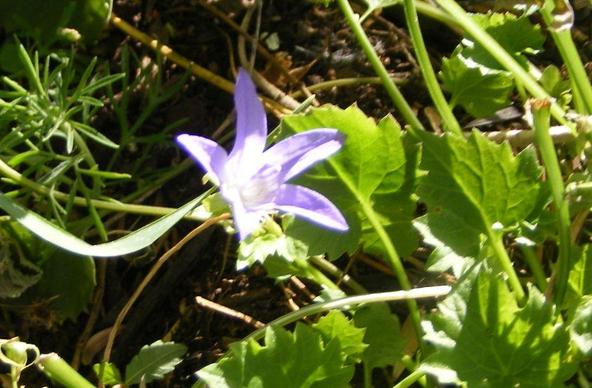siberian bellflower