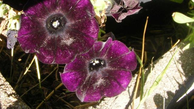 dark purple petunias