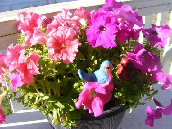different shades of pink petunias