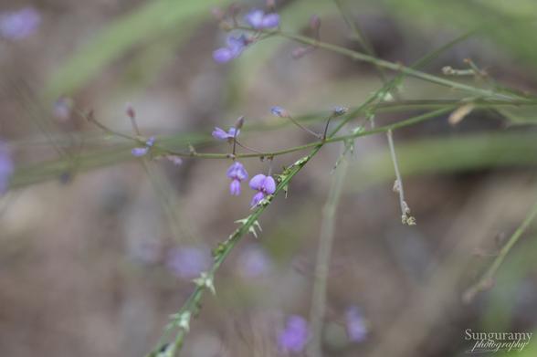 Macro image with a lot of lovely bokeh blur that is focused on some wee purple flowers. These are Desmodium ciliare, or Little-leaf Tick-clover. There is also a sprig of green diagnal in the image which is not part of it, it's a bit of longleaf wood oat (a beautiful native grass)