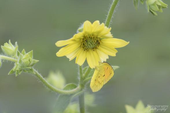 SO PROUD of this one! This is a Mohr's Rosinweed, state S1 listed species (highly endangered) and it is being visited by a sleepy orange butterfly, which is hanging kinda under the flower in the middle. The stems and leaves are super hairy with stiff hairs! I was gifted two of these plants four years ago, just little seedlings from some rescued plants from a construction project not far away, and they are blooming so much this year - finally! First year with blooms and I am beyond ecstatic! I am collecting the seeds and will try to start more.