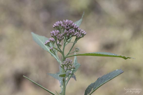 Not a looker, but this tall wet loving plant is Camphor-weed. It is not Joe-Pye-Weed which kinda looks similar to me, but it's not! Oddly "dull" green for the plant and "dull" pink-purple for the flowers, it's like someone turned down the saturation on the entire plant. But the bees *love* it!