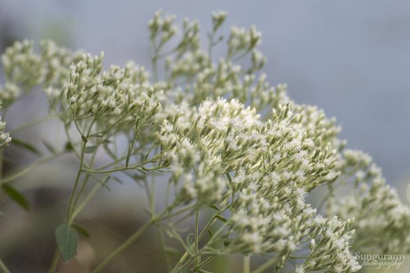 One of the native Bonesets, I forget which and don't have enough here to ID it, I was going for pretty flower photos today not ID photos. Again at water's edge and little tiny white flowers clustered very whispy looking.