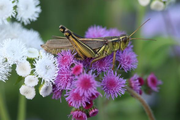 A grasshopper about 1.75" to 2" long perches on a purple cluster of Bluemink flower. On the left and right of the frame are softer or out-of-focus white clusters of the same flower.