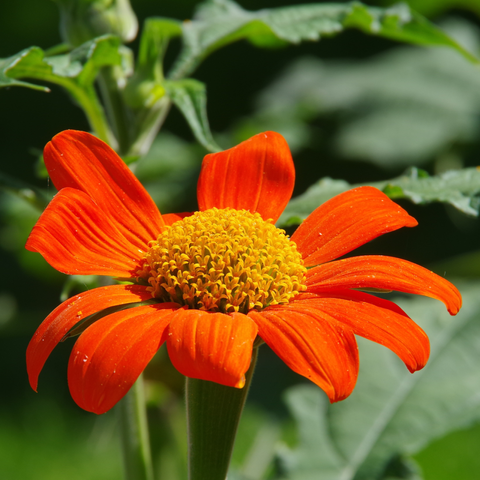 Rotorange Blüte mit gelber Mitte.