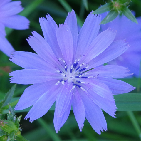 Hellblaue Blüte mit dunkelblauen Staubgefäßen.