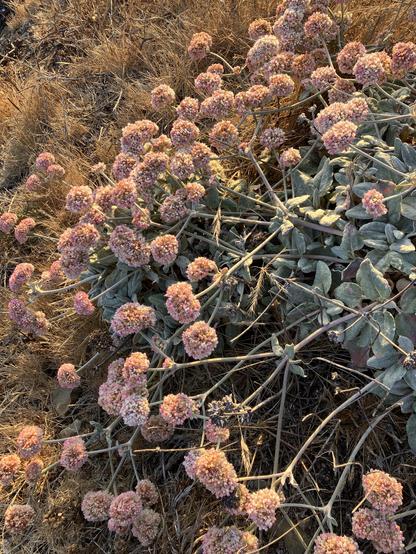 A large mat of pink balls of flowers extending on thin stems from a central mass of gray-green leaves.