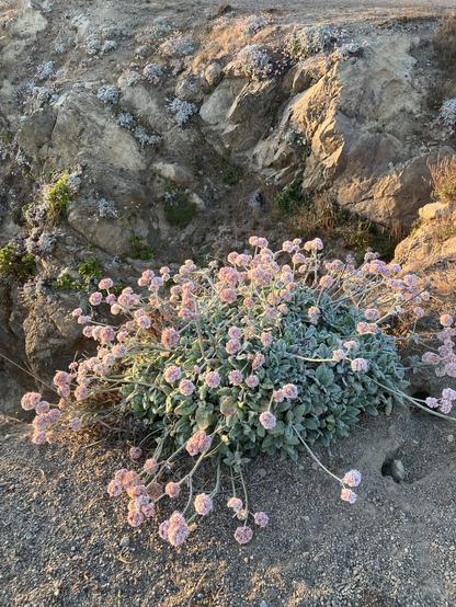 A flowering buckwheat on the edge of a barren gorge except for more buckwheat plants on the far side. The setting sunlight brightens the pink flowers.