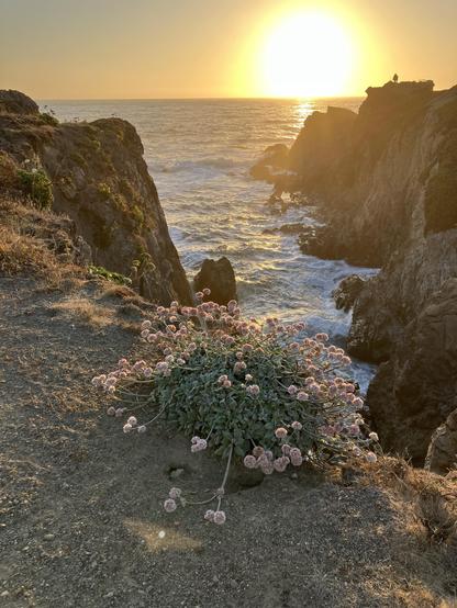 A buckwheat plant in the foreground of an ocean gorge, with the waves coming in through the rocks, and the sun setting on the horizon.