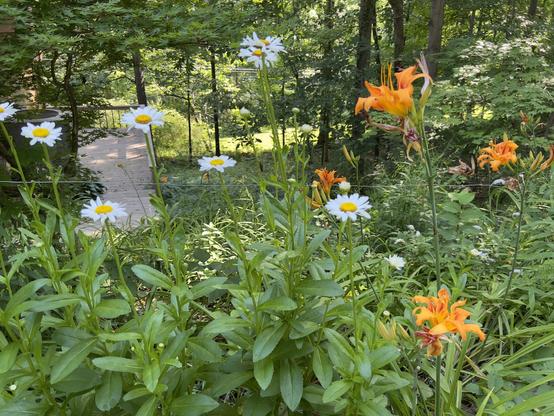 Summer blooms of Daisy and Day Lily in the front garden
