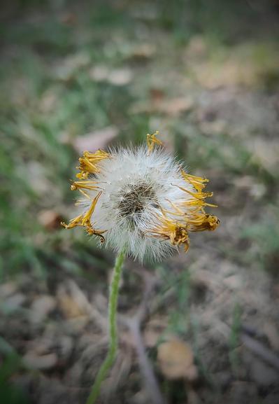 Dandelion seeds