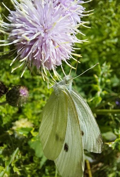 A cabbage white butterfly on a field thistle flower.